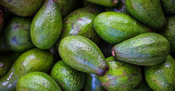 The Cost of Avocado Production